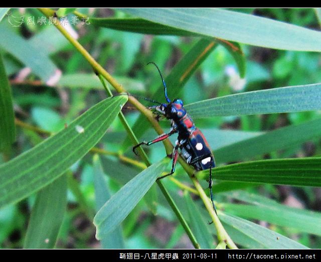 鞘翅目-八星虎甲蟲_11.jpg