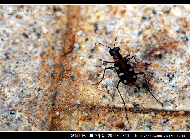 鞘翅目-八星虎甲蟲_02.jpg