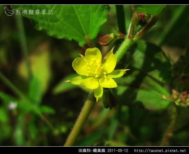 田麻科-繩黃麻_07.jpg