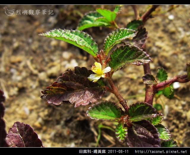 田麻科-繩黃麻_06.jpg