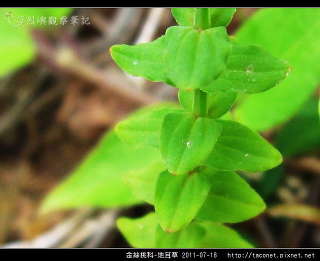 金絲桃科-地耳草_06.jpg