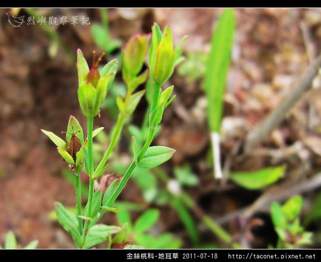 金絲桃科-地耳草_02.jpg