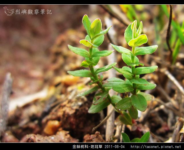 金絲桃科-地耳草_12.jpg