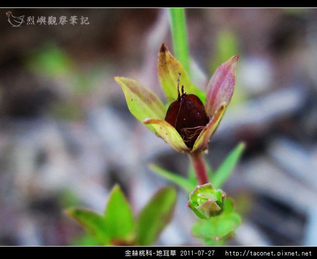 金絲桃科-地耳草_09.jpg