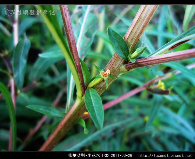 柳葉菜科-小花水丁香_15.jpg