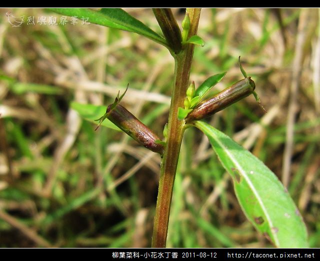 柳葉菜科-小花水丁香_06.jpg