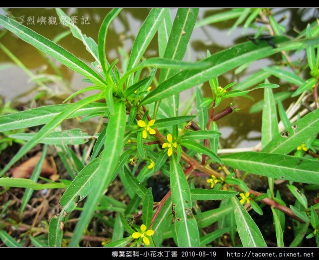 柳葉菜科-小花水丁香_03.jpg