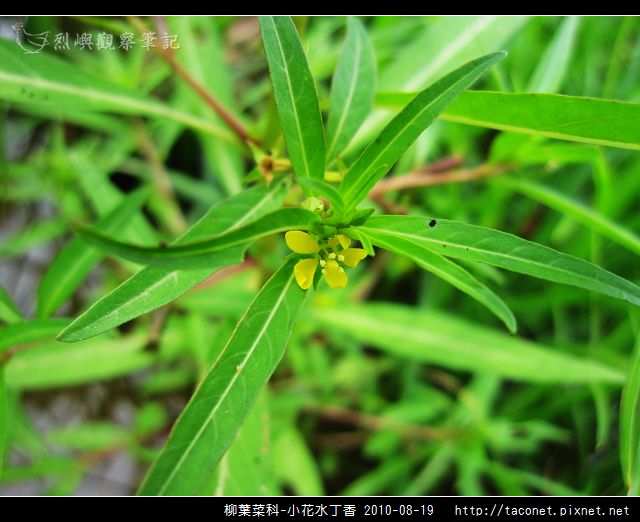 柳葉菜科-小花水丁香_02.jpg