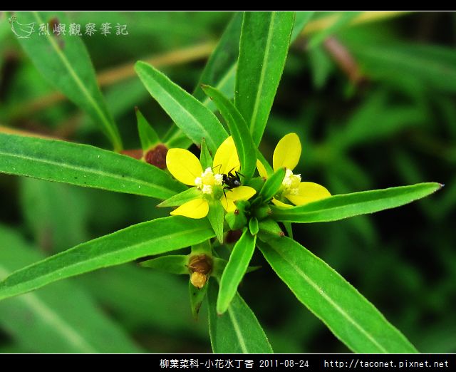 柳葉菜科-小花水丁香_13.jpg