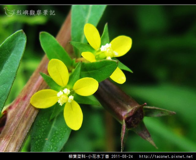 柳葉菜科-小花水丁香_12.jpg