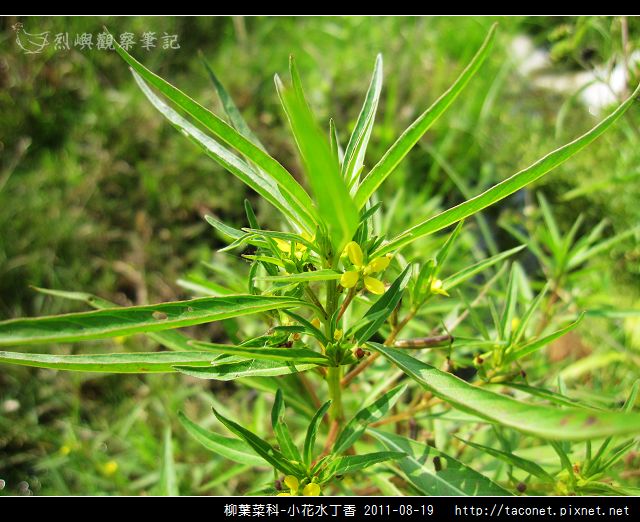 柳葉菜科-小花水丁香_11.jpg