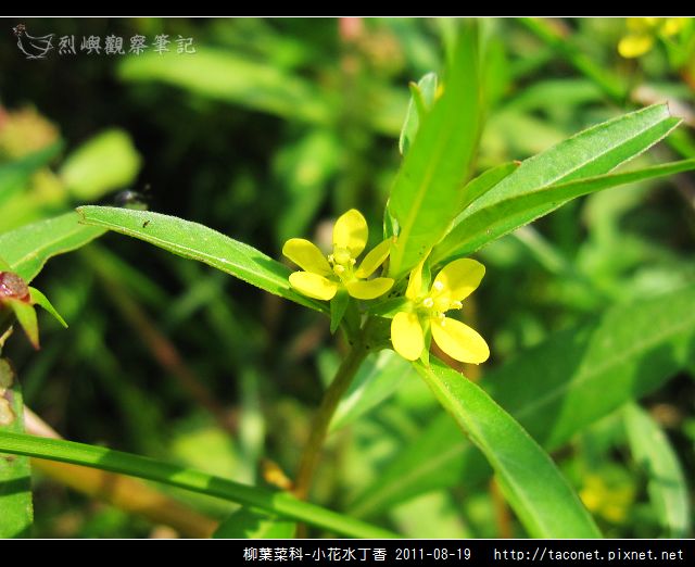 柳葉菜科-小花水丁香_08.jpg