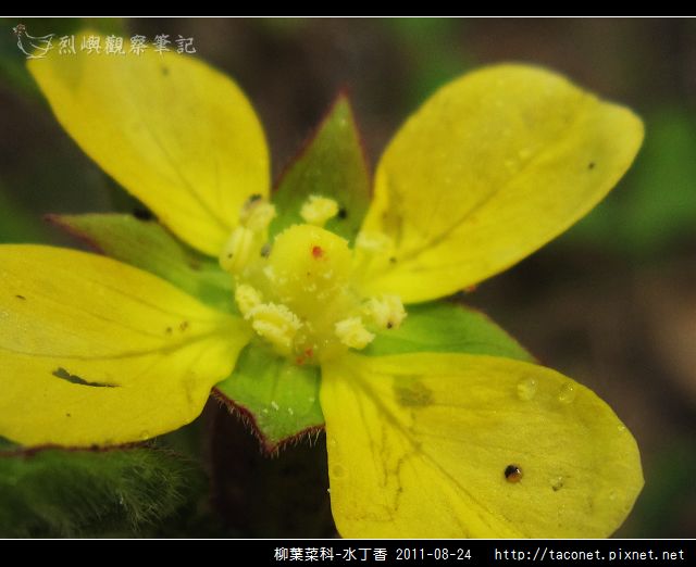 柳葉菜科-水丁香_06.jpg