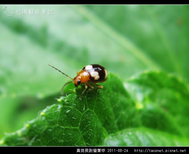 黃斑長跗螢葉甲_07.jpg
