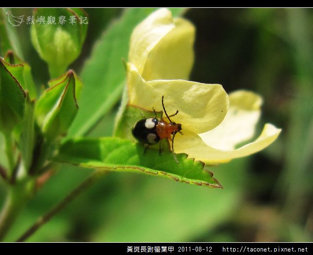 黃斑長跗螢葉甲_06.jpg