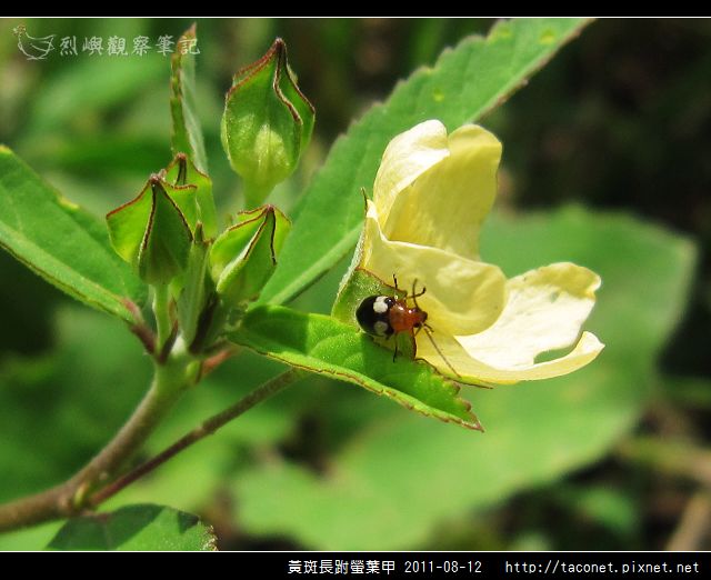 黃斑長跗螢葉甲_05.jpg