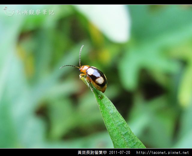 黃斑長跗螢葉甲_04.jpg