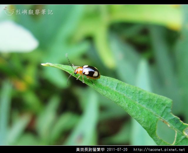 黃斑長跗螢葉甲_02.jpg