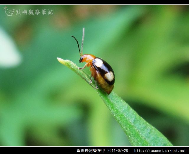 黃斑長跗螢葉甲_03.jpg