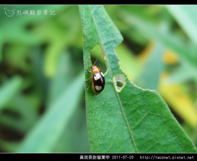 黃斑長跗螢葉甲_01.jpg