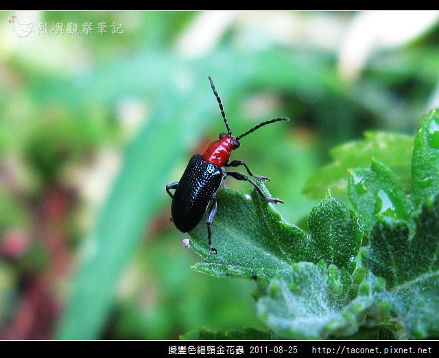 鞘翅目-擬變色細頸金花蟲相簿封面
