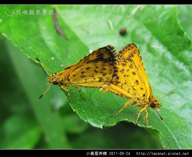 小黃星弄蝶_14.jpg