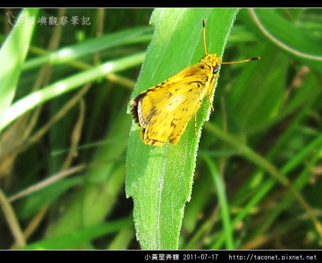 小黃星弄蝶_03.jpg