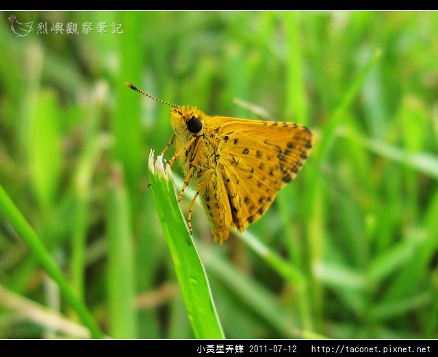 小黃星弄蝶_02.jpg
