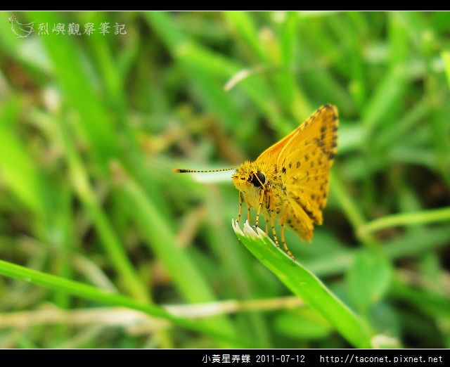 小黃星弄蝶_01.jpg