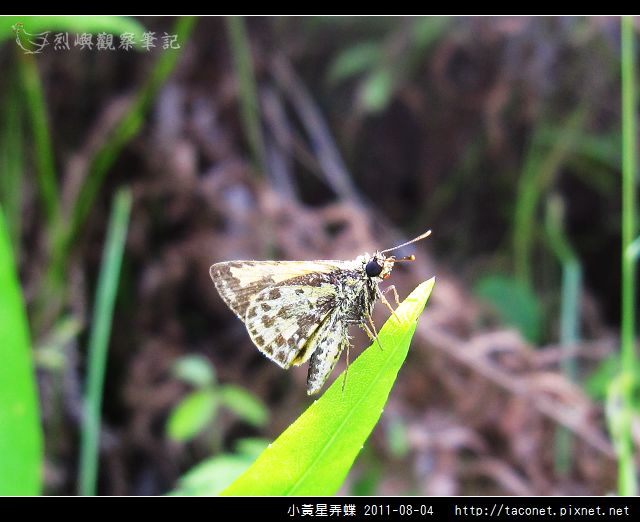 小黃星弄蝶_11.jpg
