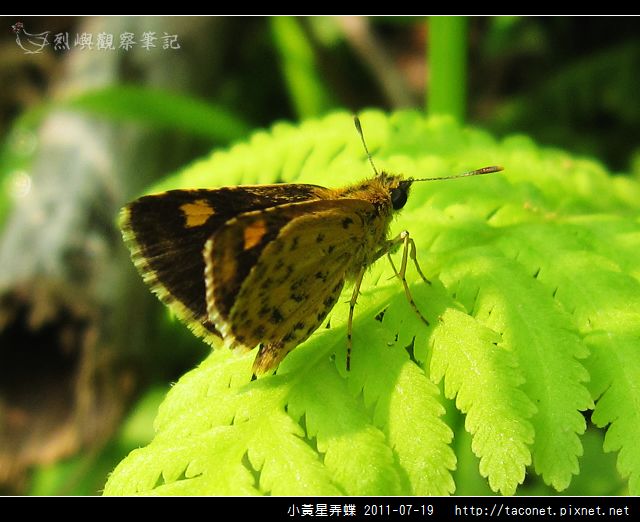 小黃星弄蝶_10.jpg