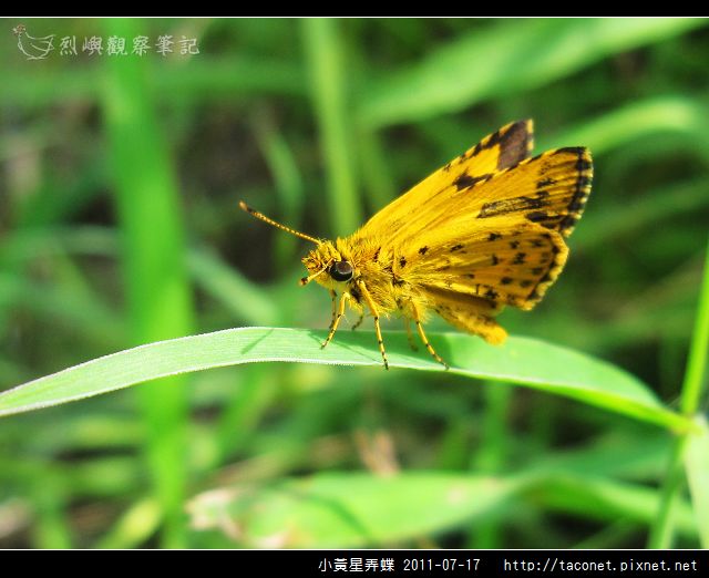 小黃星弄蝶_09.jpg