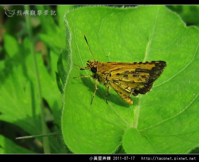 小黃星弄蝶_08.jpg