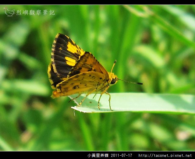 小黃星弄蝶_06.jpg