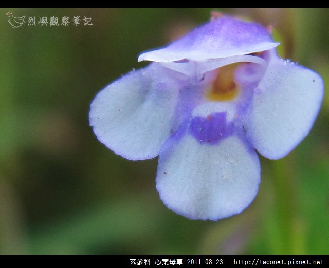 玄參科-心葉母草_08.jpg