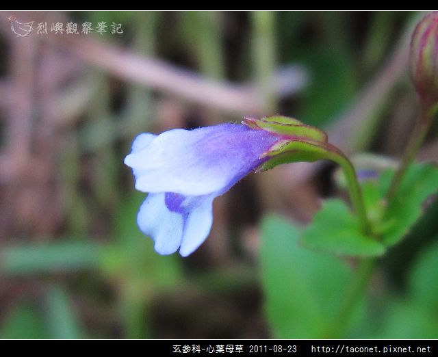 玄參科-心葉母草_07.jpg
