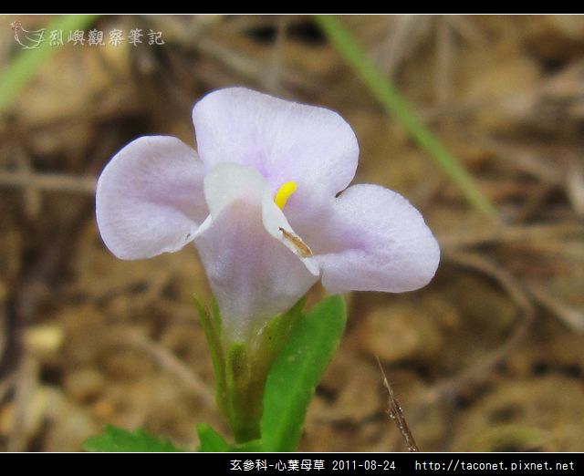 玄參科-心葉母草_15.jpg