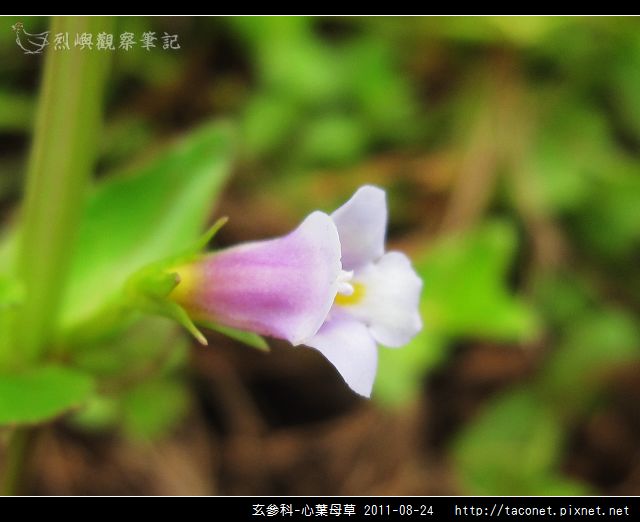 玄參科-心葉母草_14.jpg