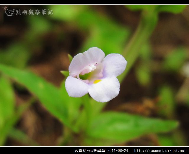 玄參科-心葉母草_13.jpg