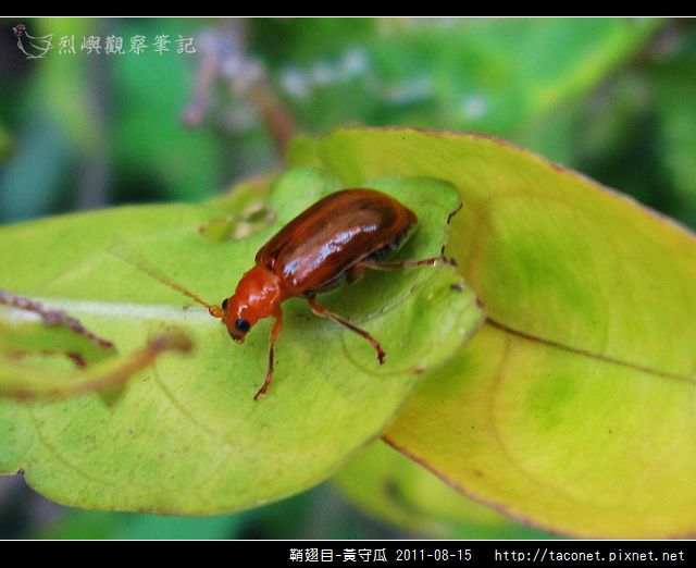 鞘翅目-黃守瓜_10.jpg