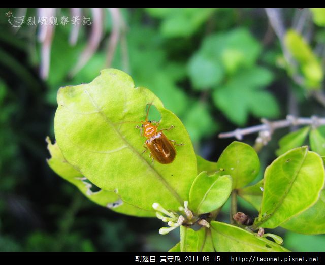 鞘翅目-黃守瓜_09.jpg