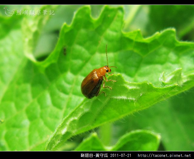 鞘翅目-黃守瓜_08.jpg