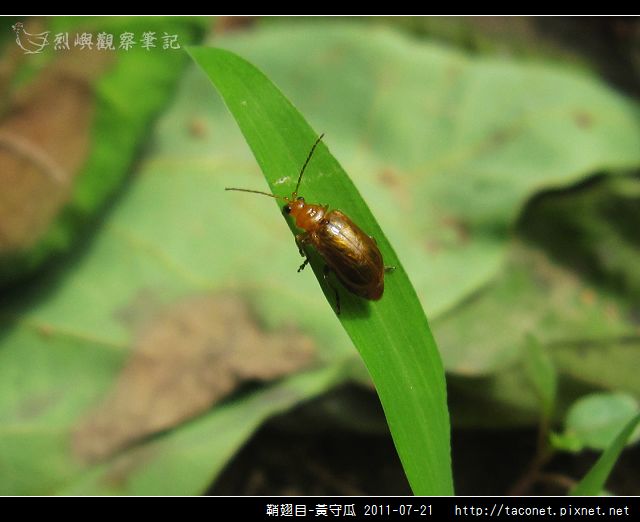 鞘翅目-黃守瓜_06.jpg