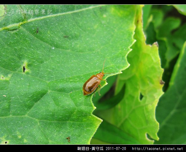 鞘翅目-黃守瓜_05.jpg