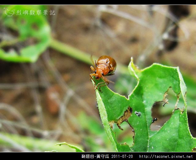 鞘翅目-黃守瓜_03.jpg