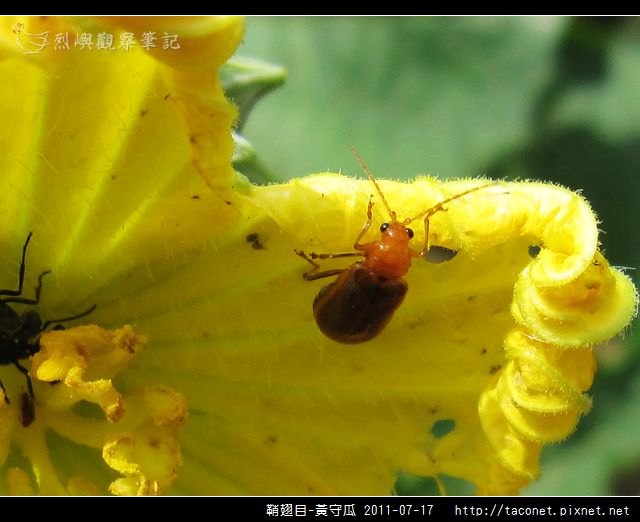 鞘翅目-黃守瓜_01.jpg