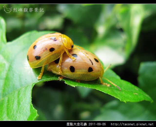 星點大金花蟲_11.jpg