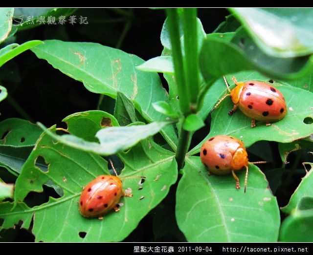 星點大金花蟲_09.jpg