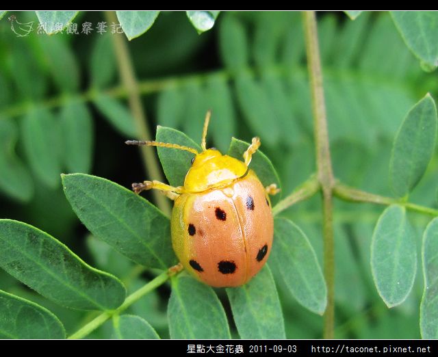 星點大金花蟲_04.jpg