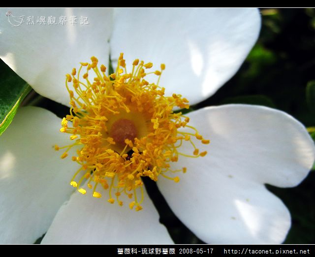 薔薇科-琉球野薔薇_04.jpg